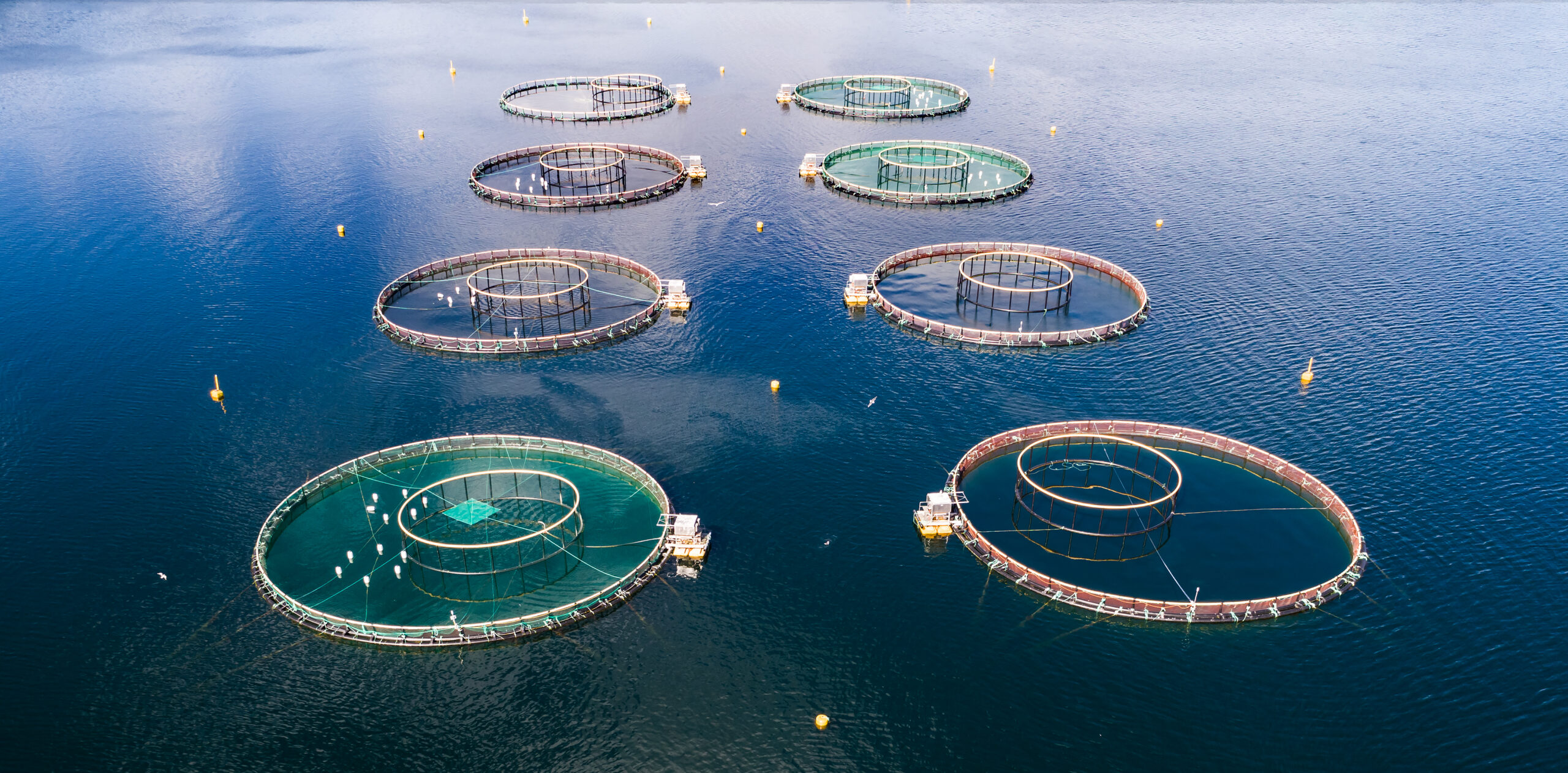 Farm salmon fishing Aerial FPV drone photography. Fish farms out in the water 8 of them circular in shape