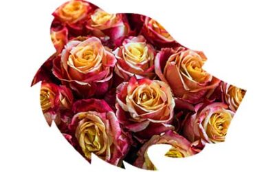 Roses for Seniors