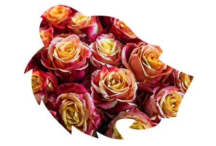 GNBVT Roses for Seniors